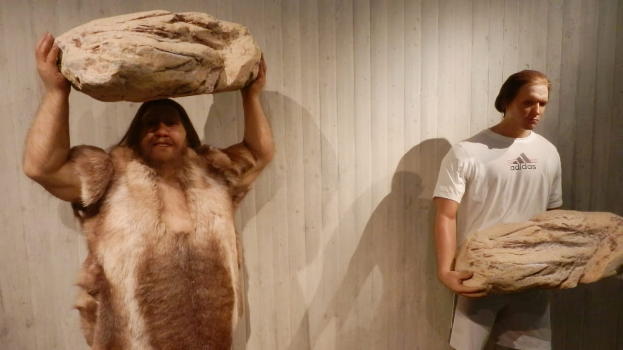 Neanderthal gene inherited by modern humans linked to greater muscle mass