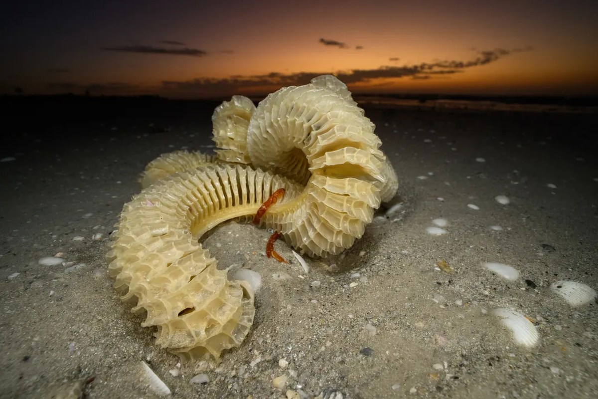 A lightning whelk lays up to 20,000 eggs at a time. First, she uses a gland underneath her foot to spool out a long casing with individual capsules inside.