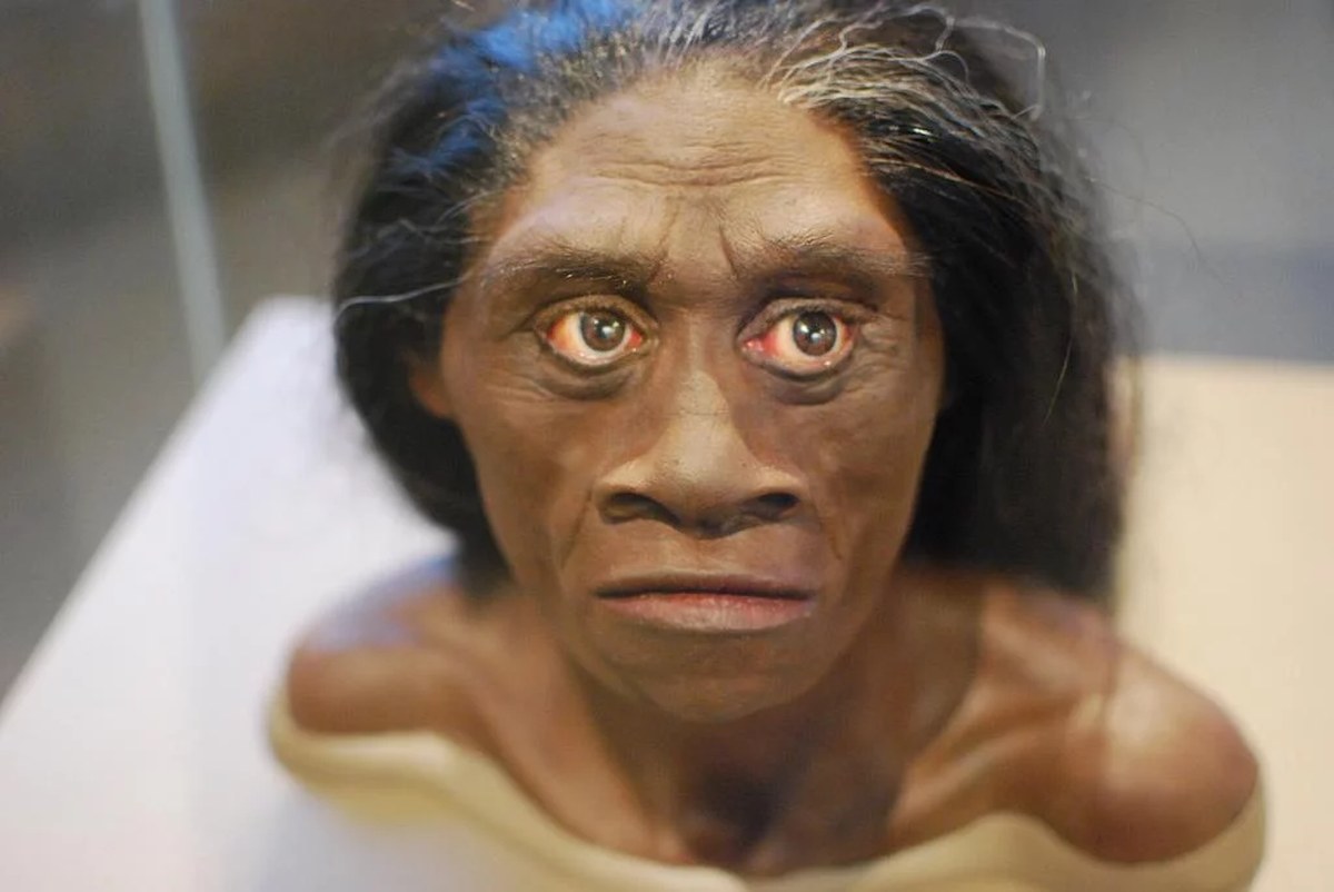 New study reveals archaic 'hobbits' were even smaller than previously thought