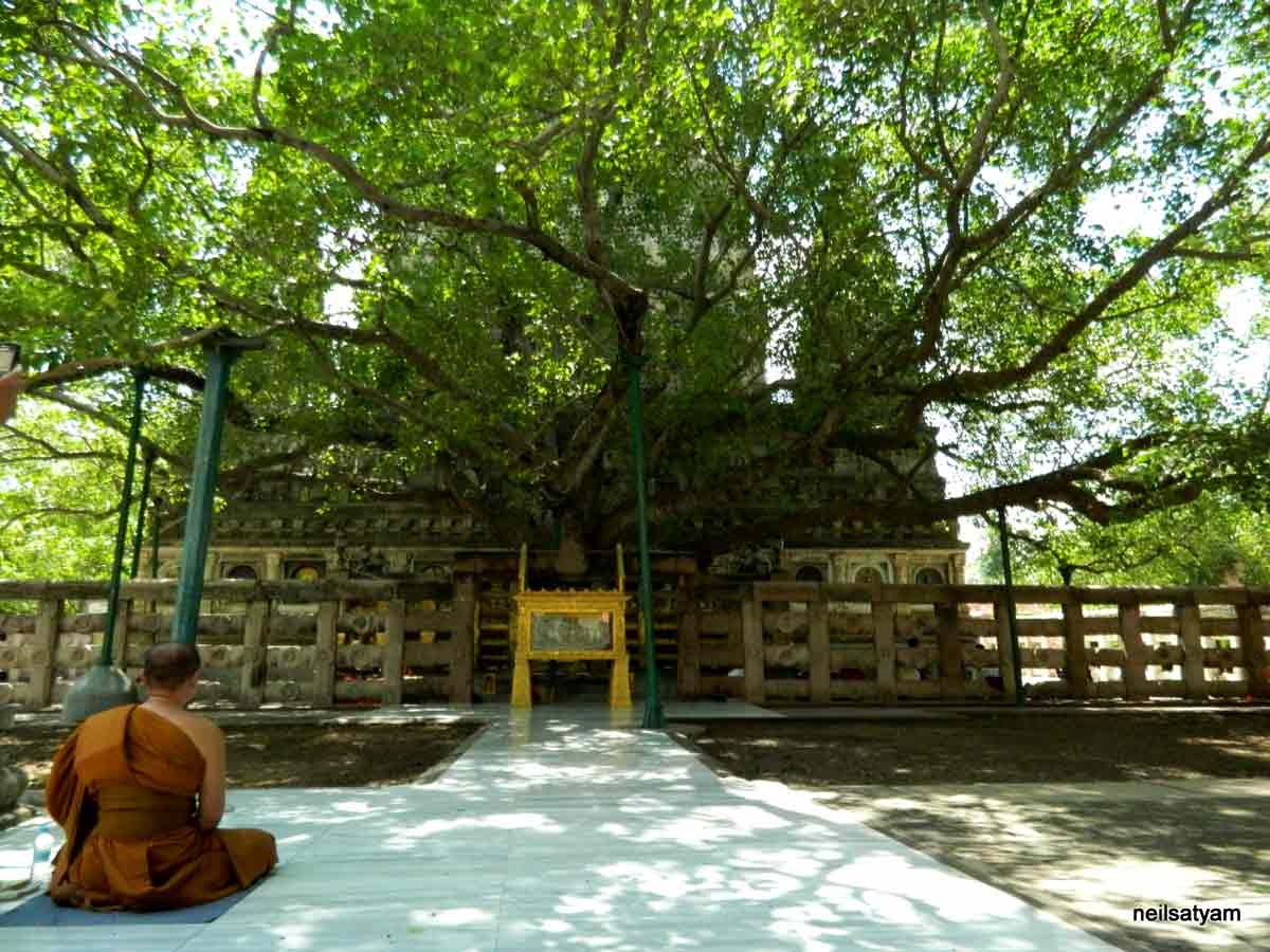 bodhi tree monk