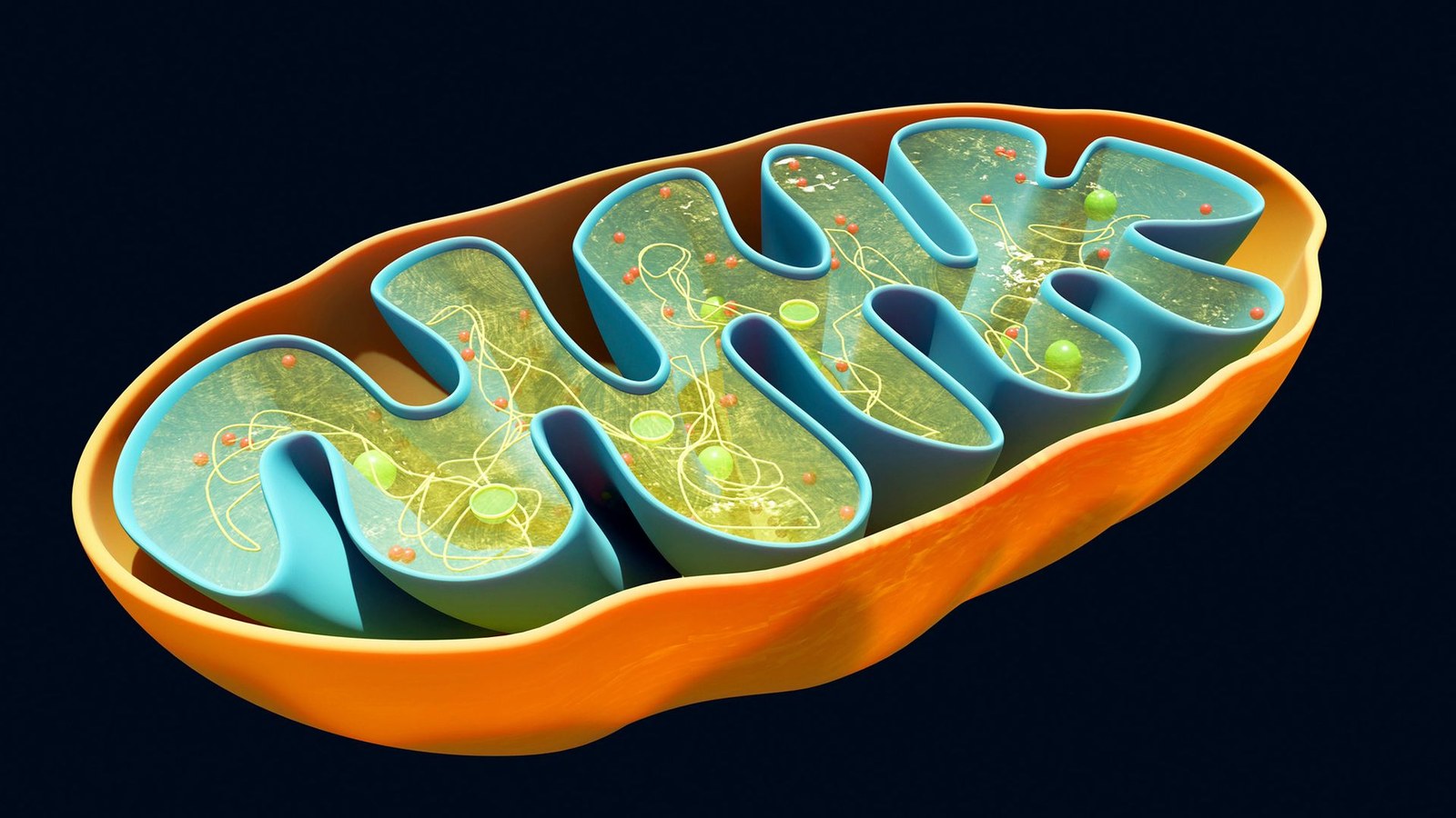 An illustration of a mitochondrion, the powerhouse of the cell