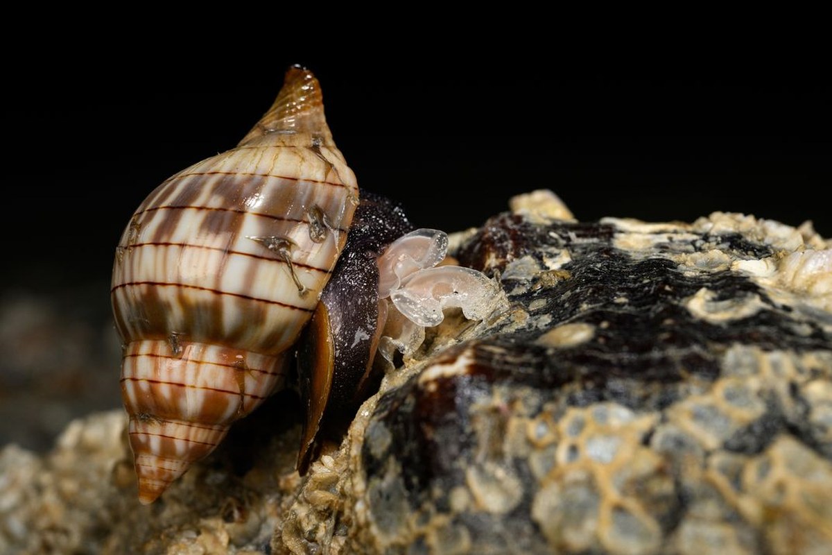 A banded tulip lays egg capsules on the back of a live horse conch—a creature that is, oddly, one of its main predators. The tulip’s objective is to anchor its eggs to a hard surface so water currents don’t wash them away. Her offspring will hatch as larv