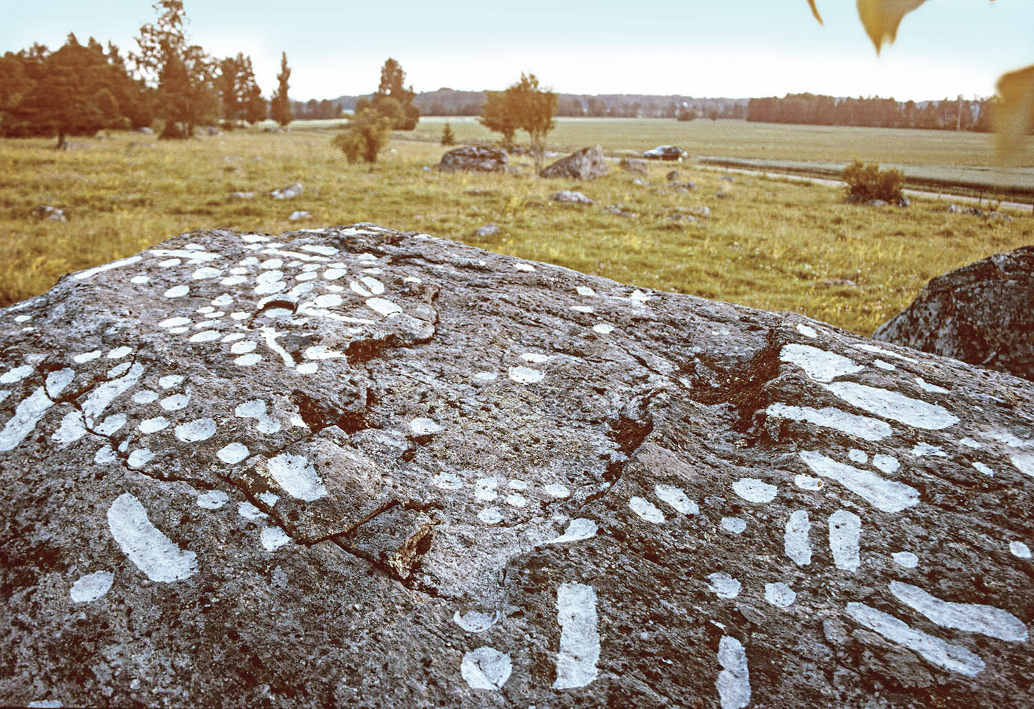 Rock outcrop with podomorphs highlighted in white, southern Sweden