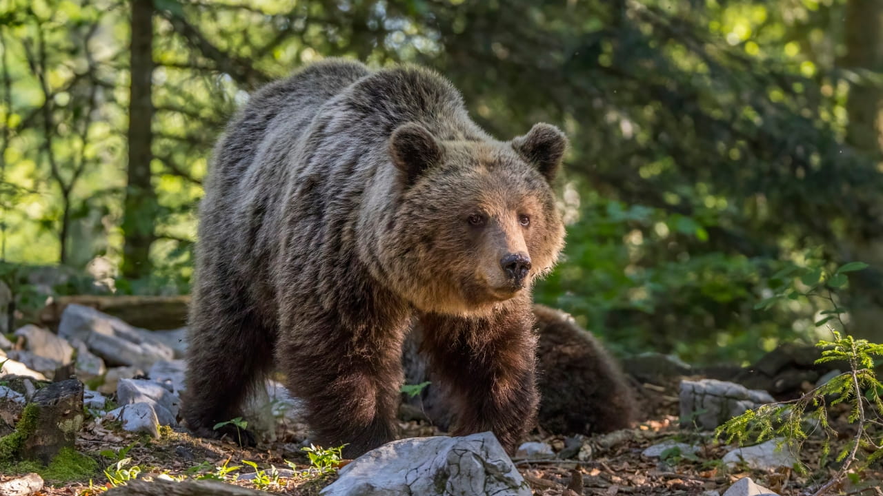 Kerry Cow bones identified as bear and wild boar, rewriting Ireland and Britain’s early farming history