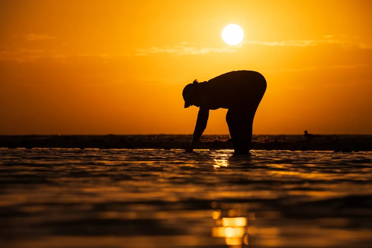 A shell lover looks for treasures in the waters near Sanibel Island.