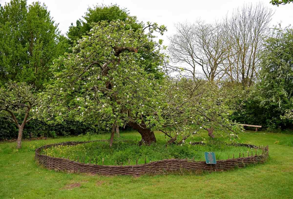 newton apple tree