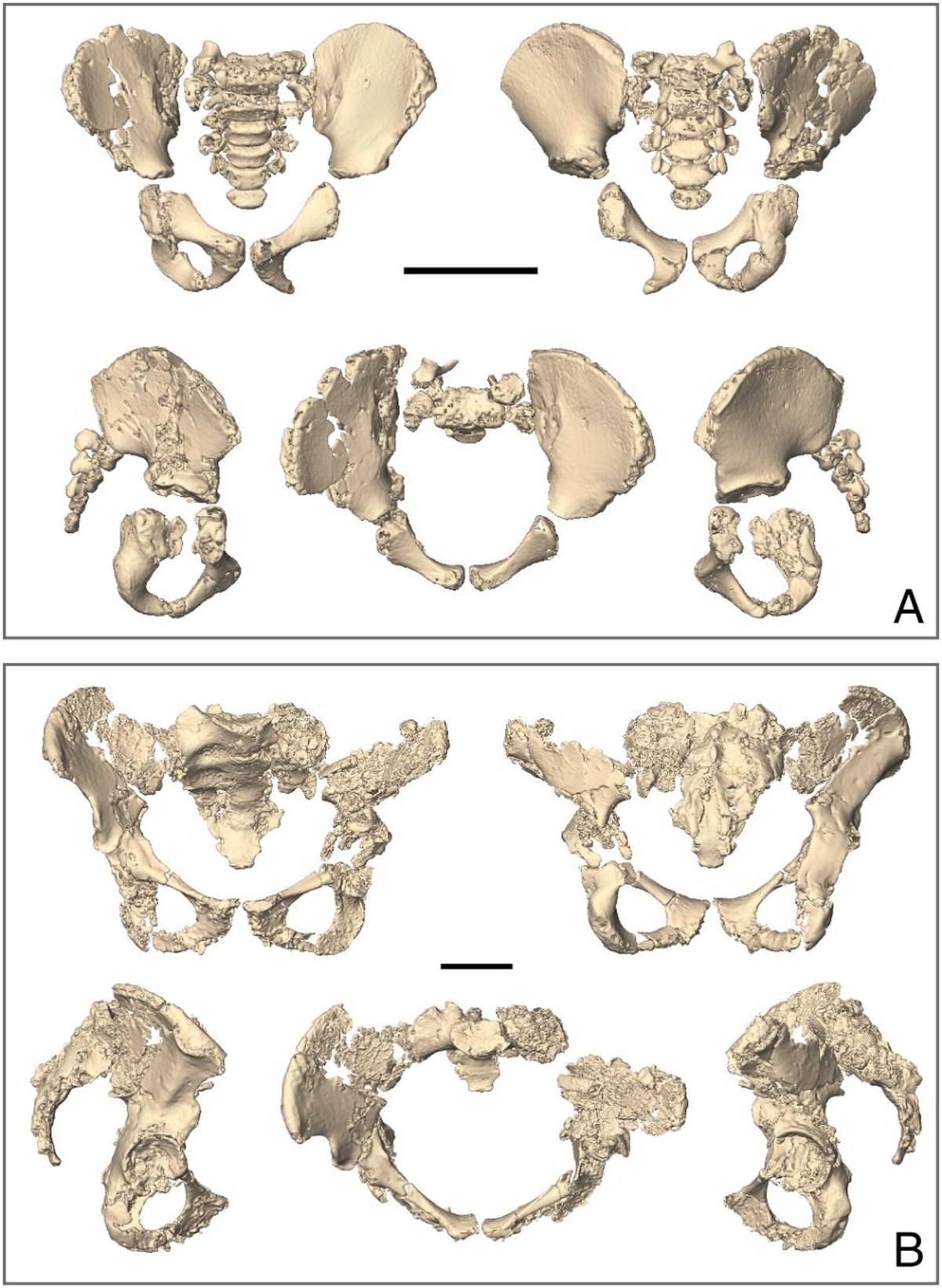 Neandertaller Hakkında Yeni Bulgular: Doğum ve Hareket Arasındaki Dengenin Sınırlarını Yeniden Çiziy