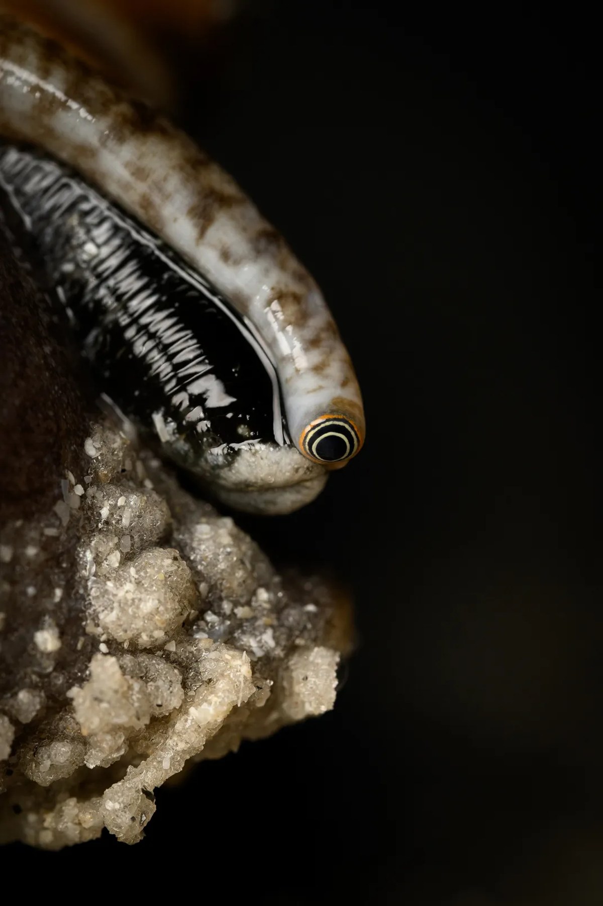 The eyes of a Florida fighting conch extend from its shell.