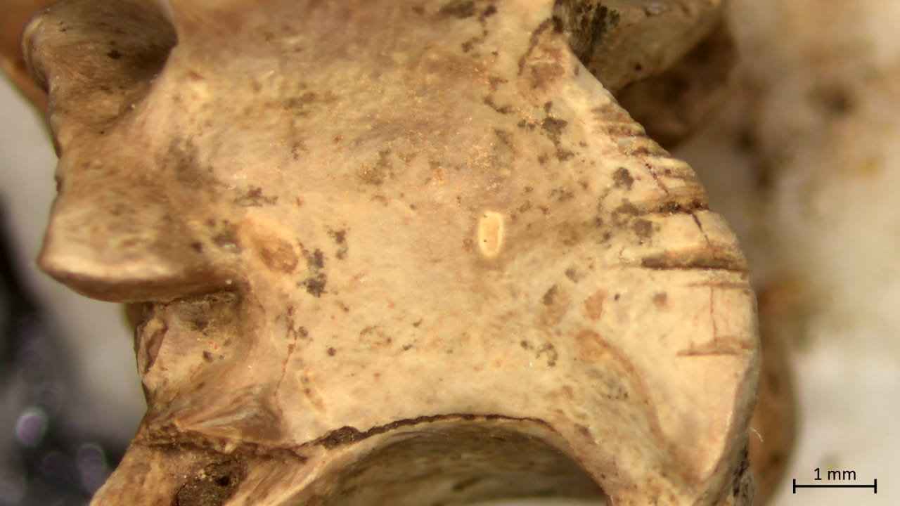 Natufian people ate snakes and lizards 15,000 years ago, study finds
