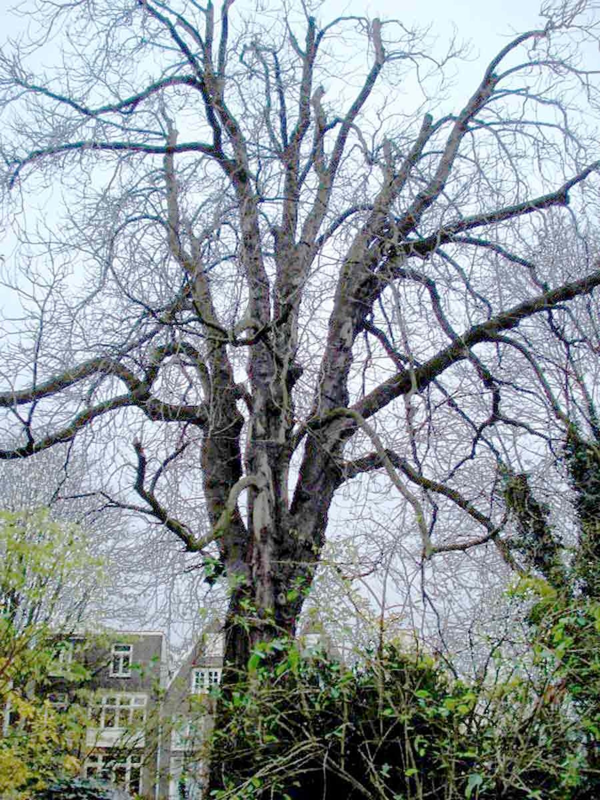 anne frank tree