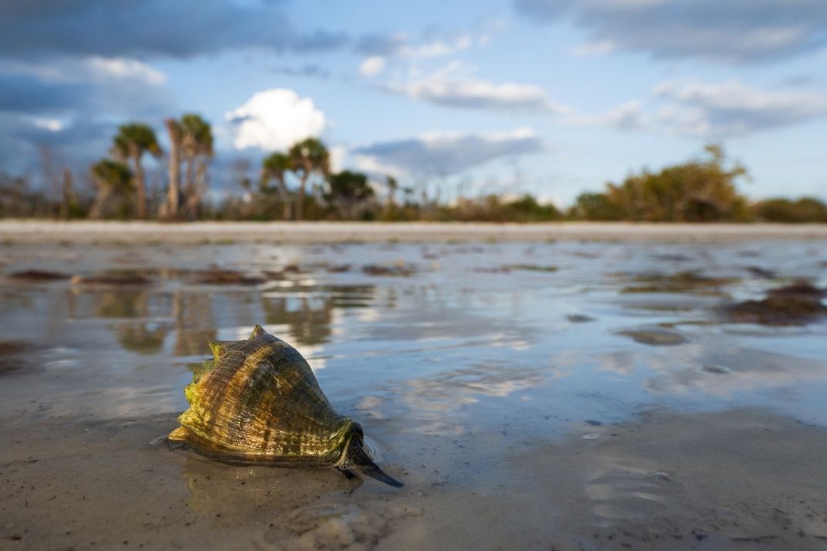 A crown conch—named for the ring of protruding points at its top—makes its way along the shore at low tide. These mollusks are predators, though they only feast on creatures that move even more slowly than they do. Oysters and clams are favorite food sour