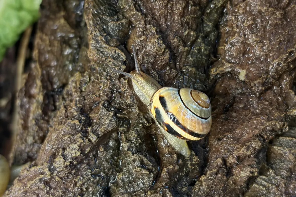a snail on tree bark