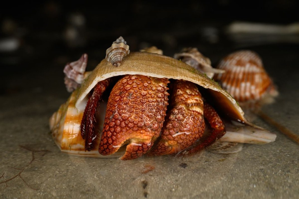 A hermit crab makes itself at home inside the shell of a pear whelk as other mollusks wander across the top. A hermit crab begins life with its own exoskeleton, which it eventually outgrows (and eats). After that, it must seek out larger and harder shell