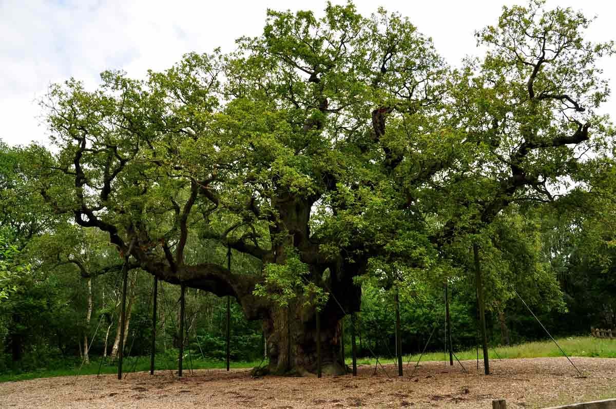 major oak 2014