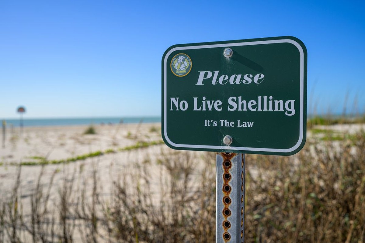A sign on Sanibel Island reminds visitors not to take home living mollusks. The beach, which hosts hundreds of mollusk species, is one of the world’s most popular destinations for shell lovers. The Florida Fish and Wildlife Commission also prohibits the