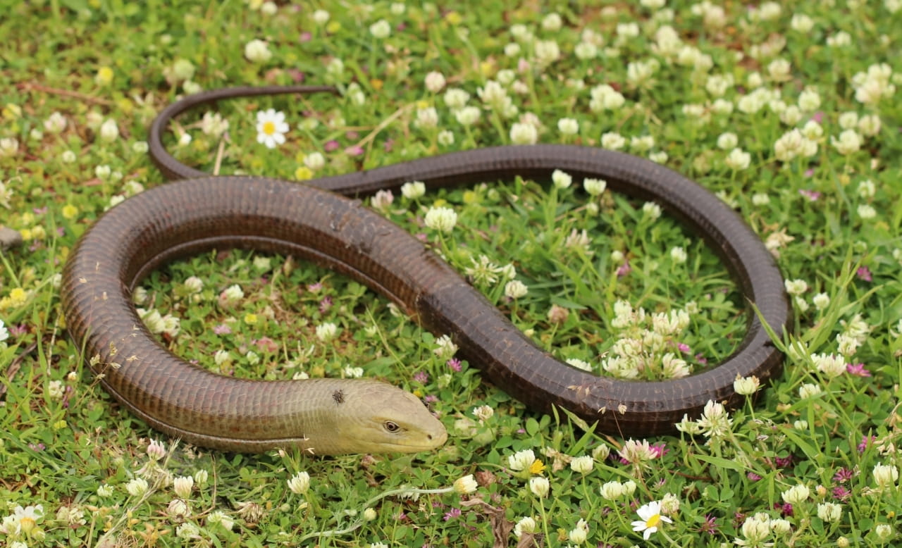 Natufian people ate snakes and lizards 15,000 years ago, study finds
