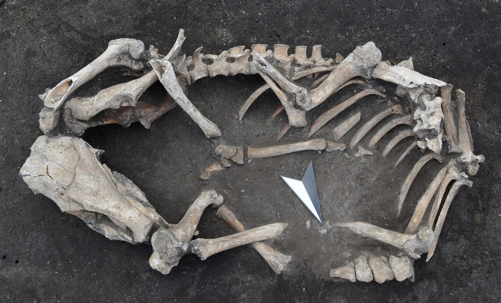 Archaeologists uncover mysterious medieval settlement abandoned near Halberstadt, Germany