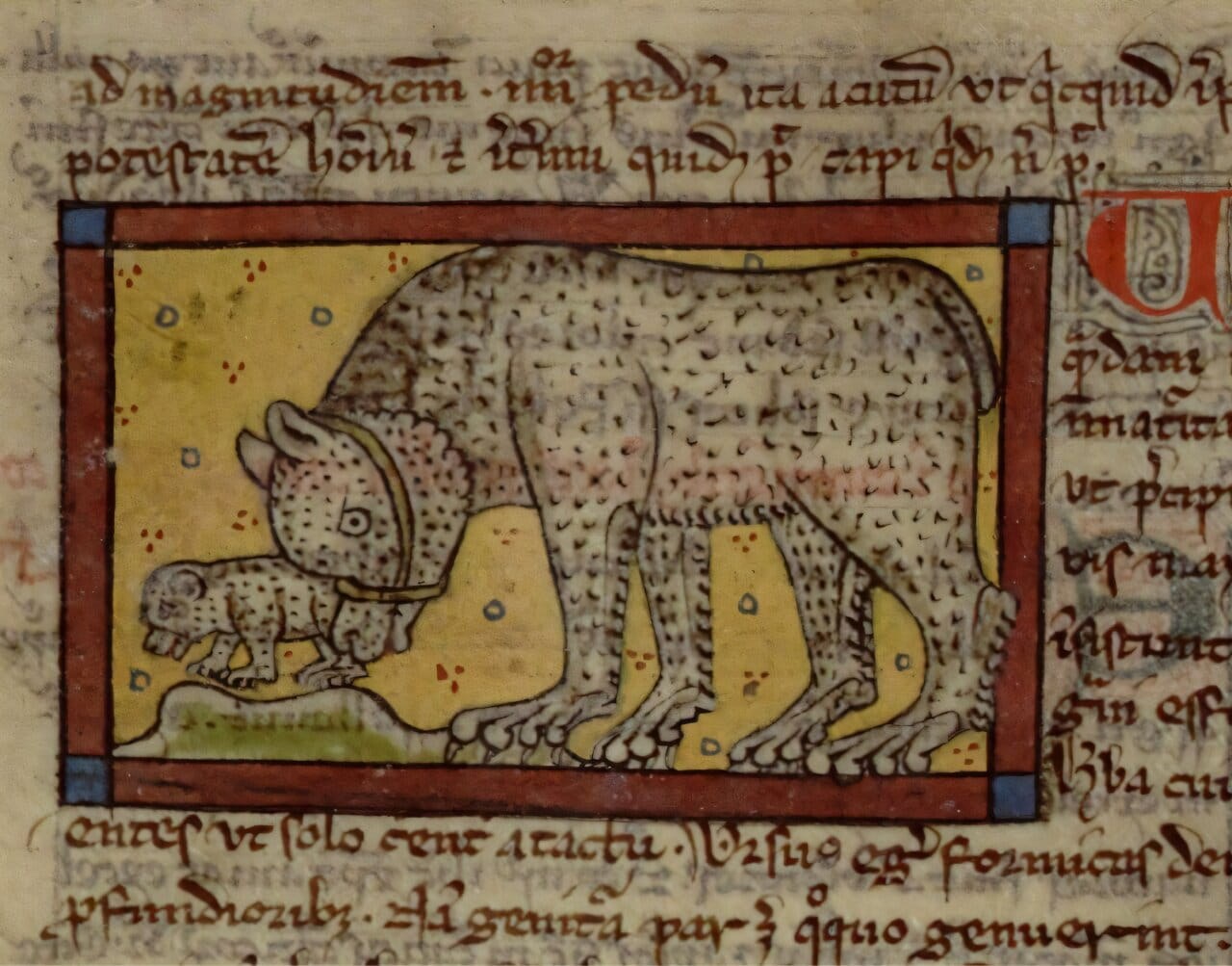Bear baiting became widespread in England soon after the Norman Conquest, study finds