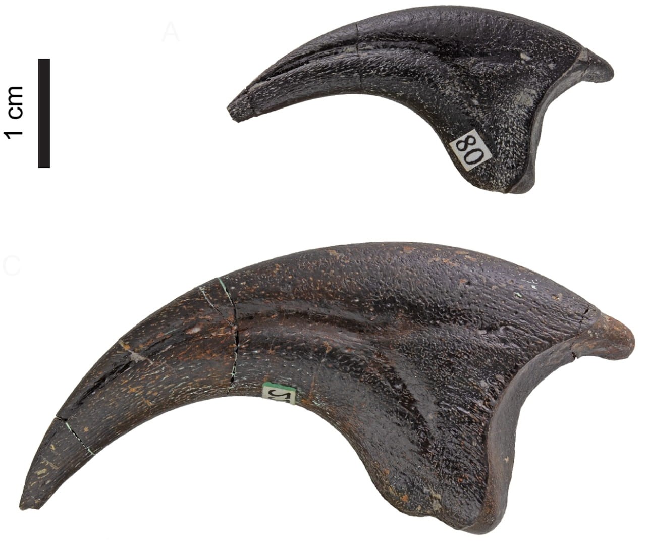 Fossils from embryo to adult show how the bird-like dinosaur Troodon grew