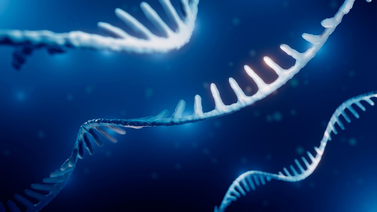 An illustration of a single strand of RNA