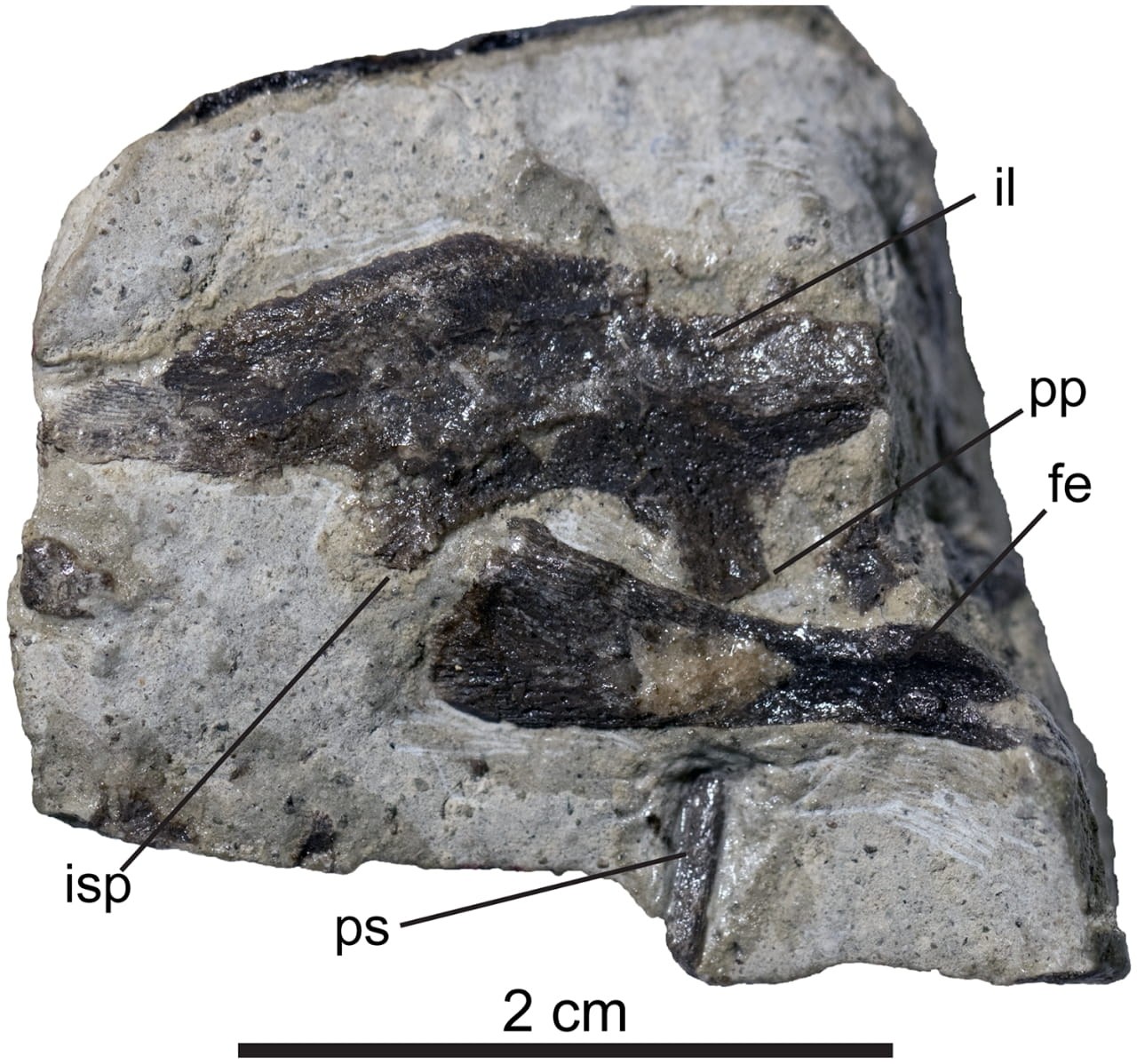 Fossils from embryo to adult show how the bird-like dinosaur Troodon grew