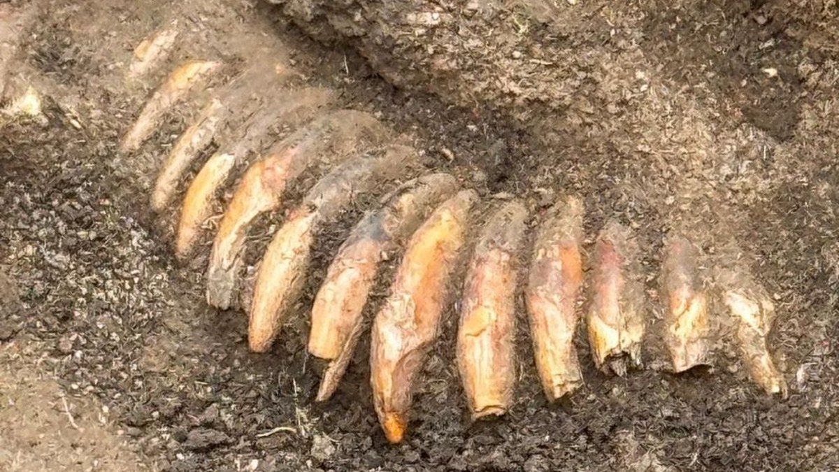 a series of animal teeth arranged in a necklace are being excavated from the dirt