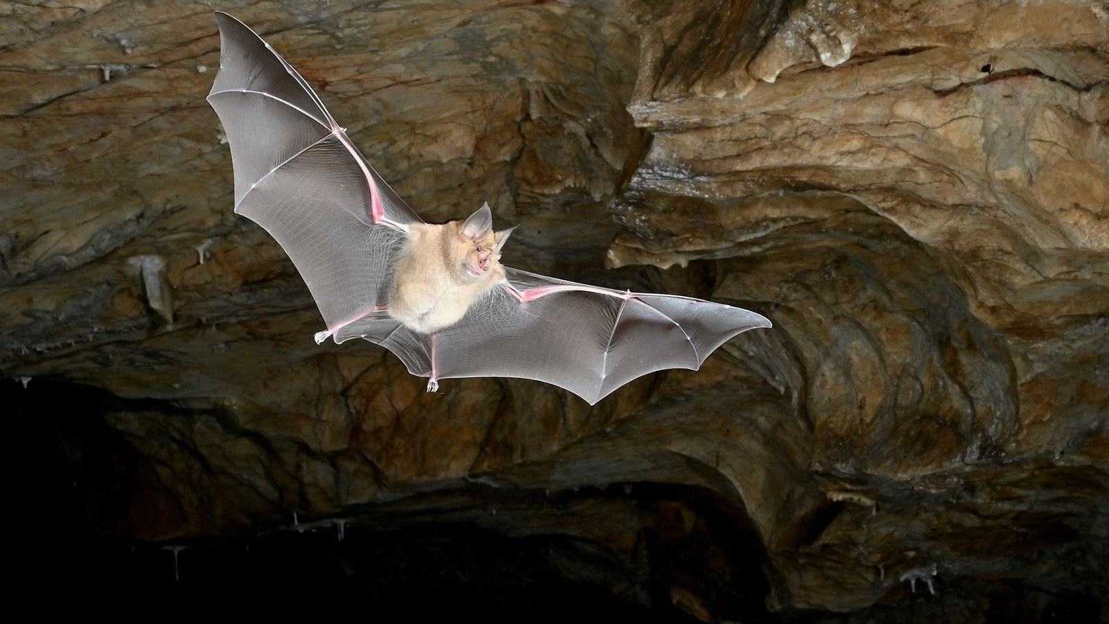 A greater horseshoe bat flying in a cave.