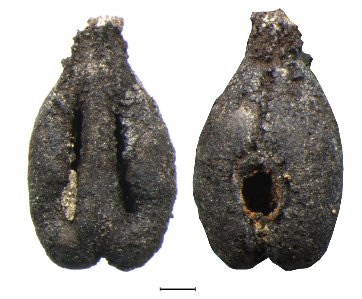Grape seeds
