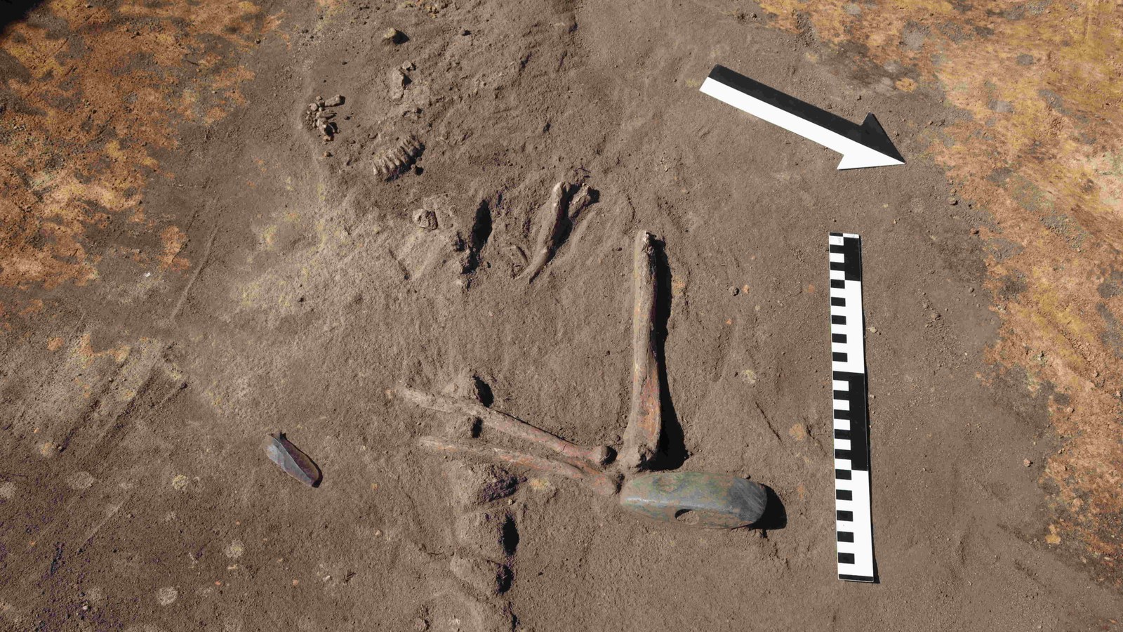 partial remains of a human skeleton being excavated from the dirt with a stone ax and measurement tool