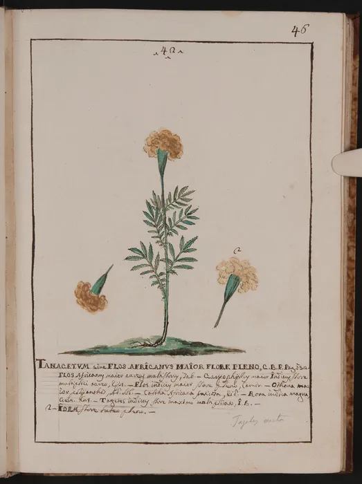 Afrika Kadife Çiçeği Botanik İllüstrasyonu - Bartolomeo Martini