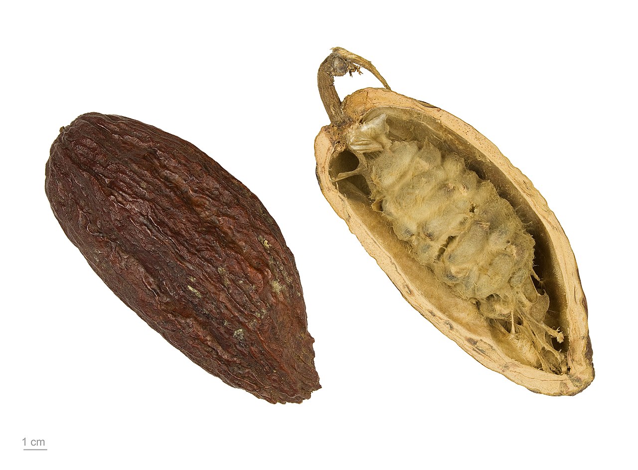Theobroma cacao