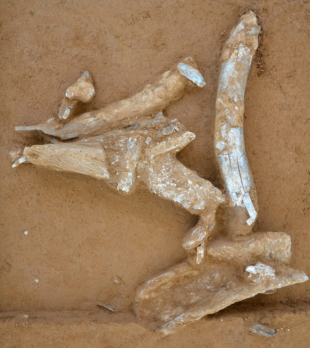 Mammoth bones at a 32,000-year-old camp in Germany suggest Stone Age hunters took down live giants
