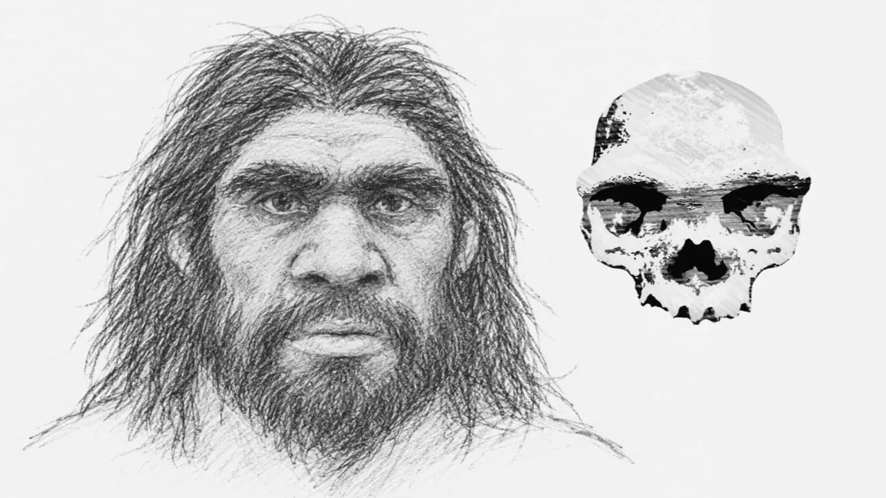Denisovans had a distinctive look, protein and skull study suggests