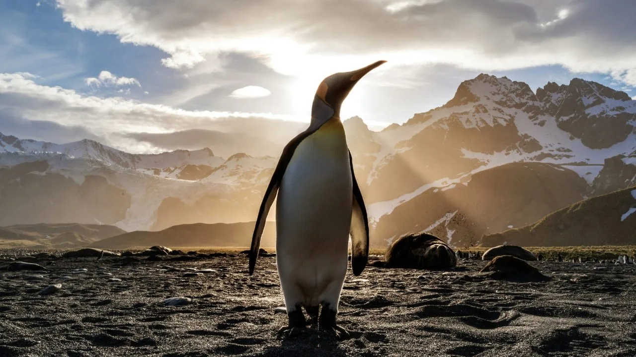 Did a penguin-hunting crew survive here? New evidence of shipwreck remains and a possible castaway camp on an island off Patagonia