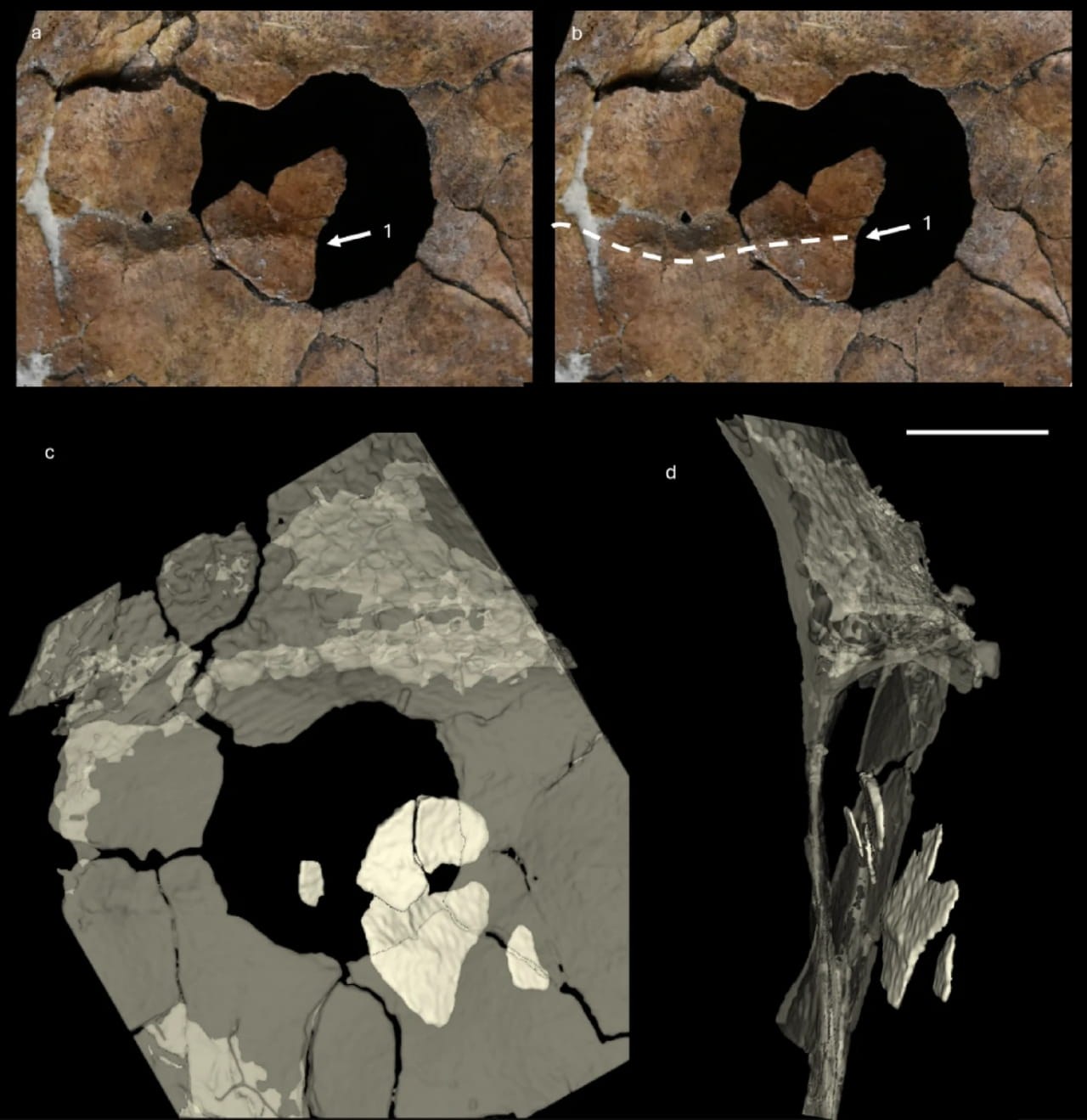 75.000 yıllık Neandertal kürek kemiğindeki ölümcil yaralanma, ahşap mızrak saldırısına dair en eski kanıt olabilir