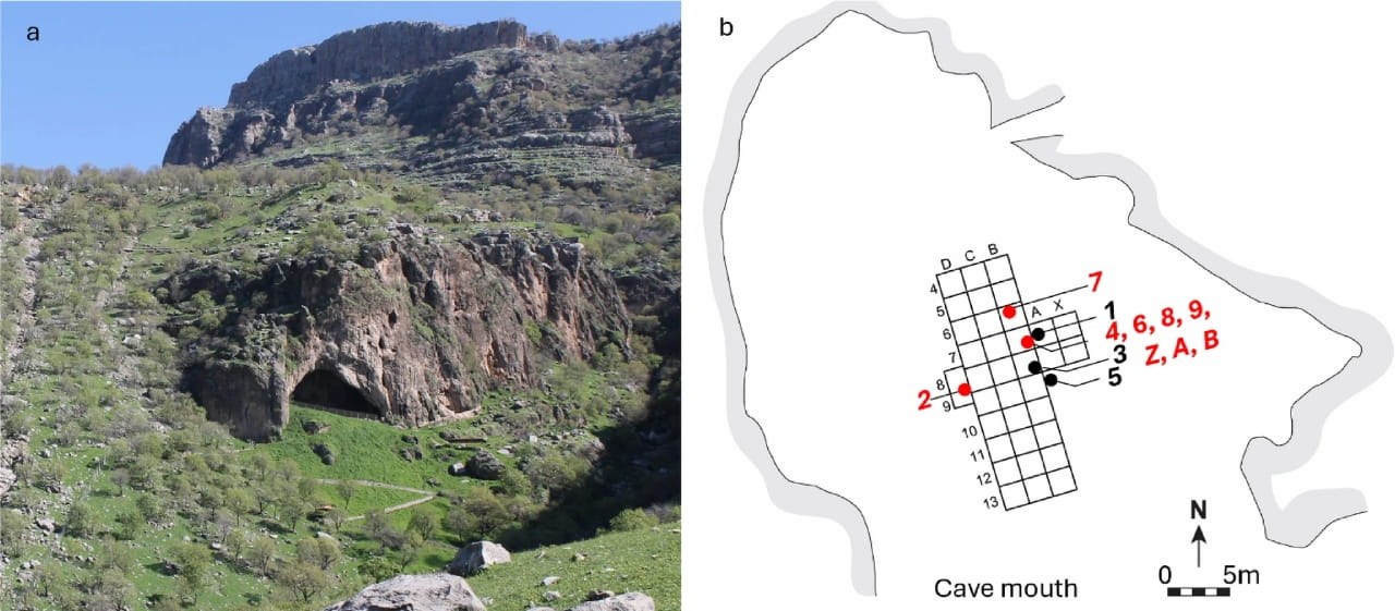 75.000 yıllık Neandertal kürek kemiğindeki ölümcil yaralanma, ahşap mızrak saldırısına dair en eski kanıt olabilir