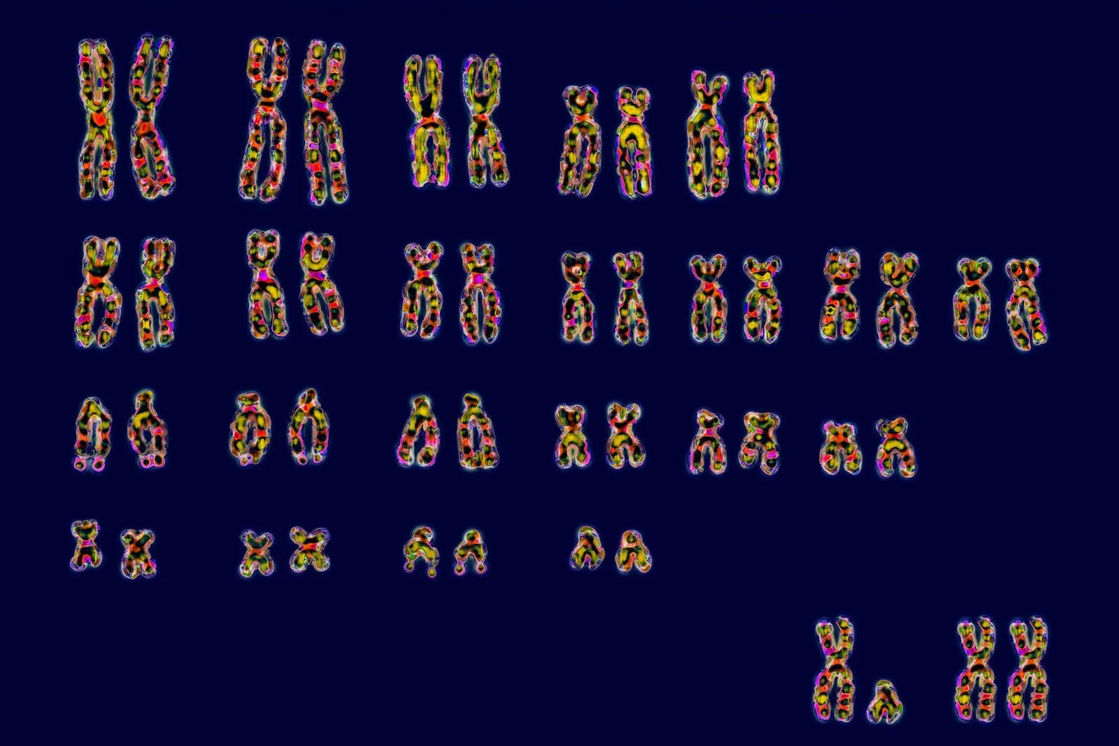 A series of chromosomes against a blue background as well as the x and y chromosomes