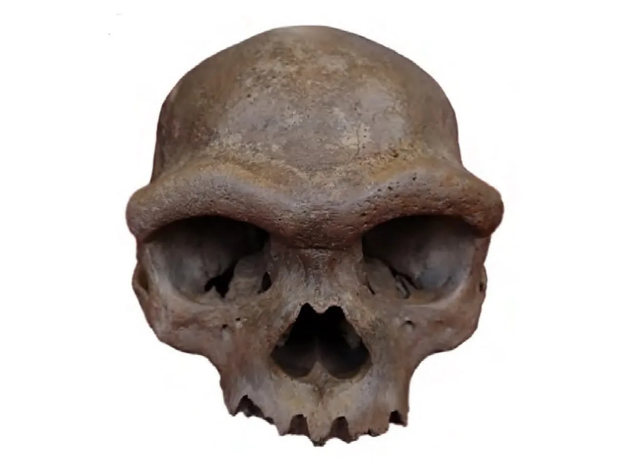 Denisovans had a distinctive look, protein and skull study suggests