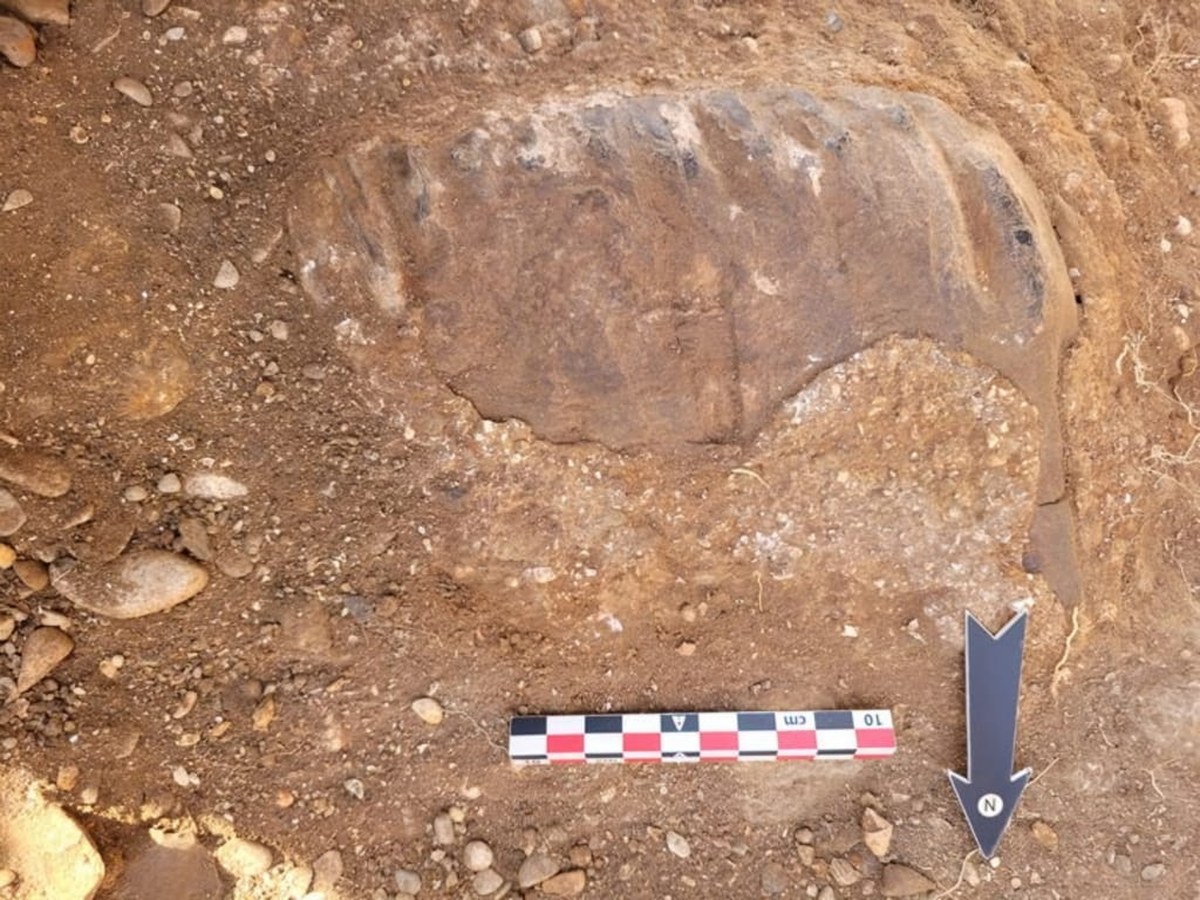 700.000 yıllık fil dişi, Levant'ta erken insanları besleyen manzarayı ortaya çıkarıyor