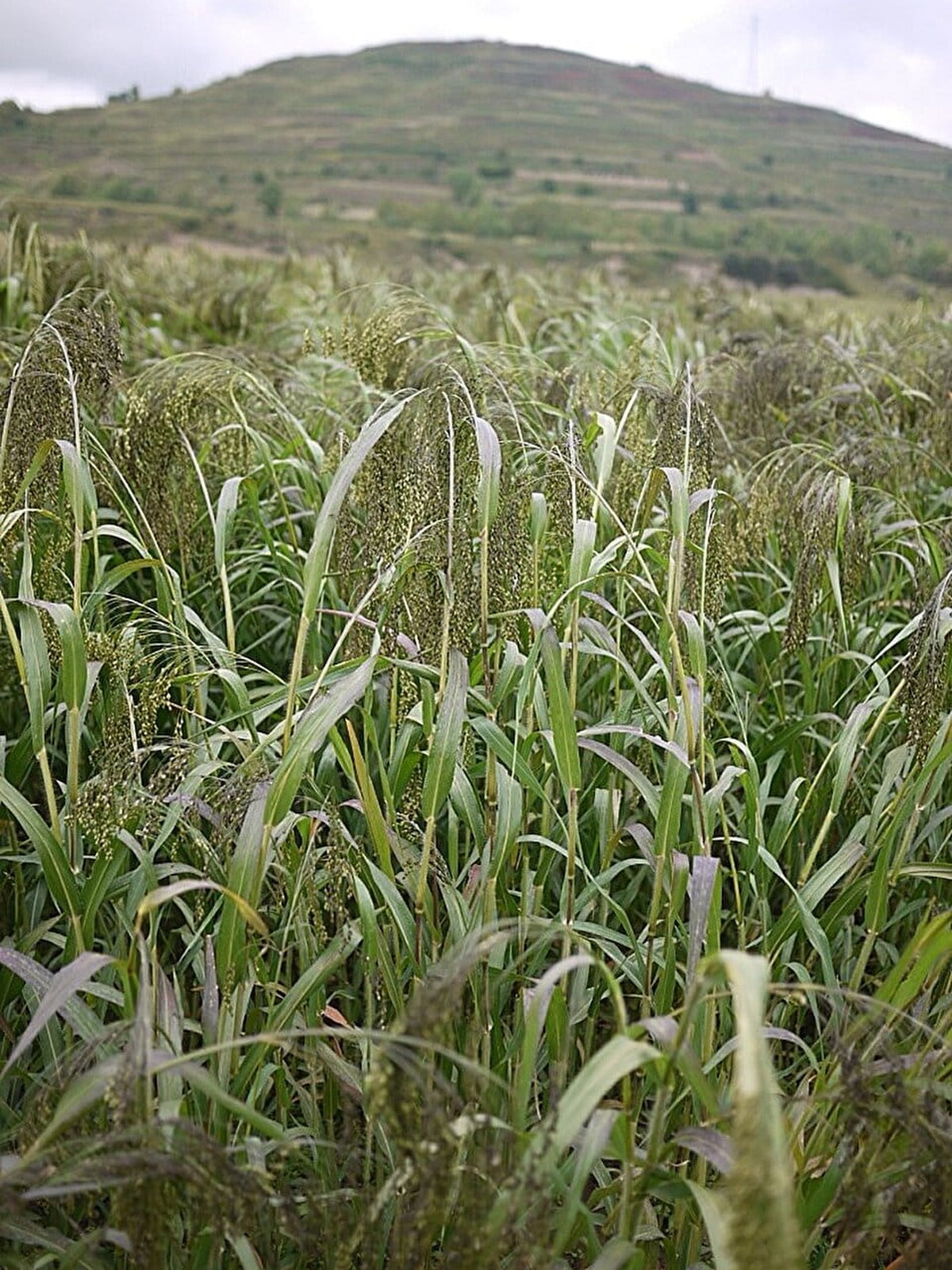 New crop adoption reshaped land use in Bronze Age Europe