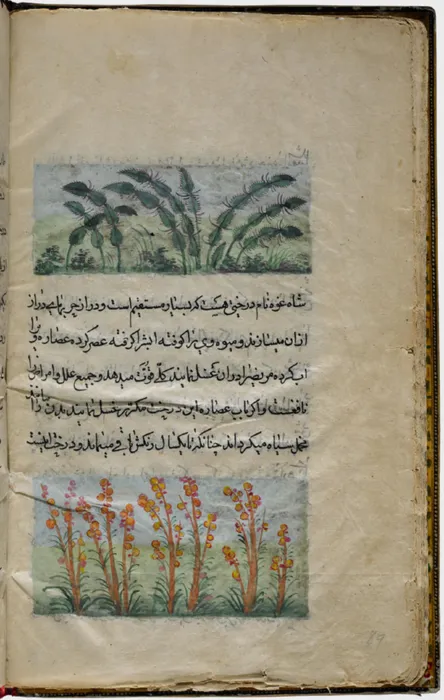 Cactus and Reeds (painting, verso), Text (recto), — 1805 Dönemi Türk Sanat Mirası