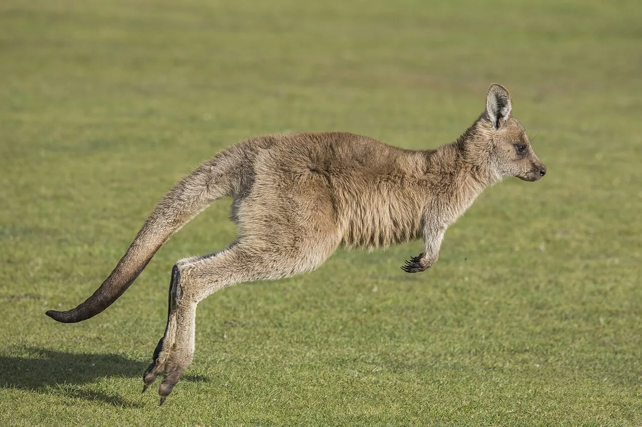 Forester kangaroo (Macropus giganteus tasmaniensis) juvenile hopping Esk Valley