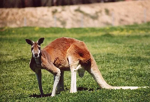 A male red kangaroo
