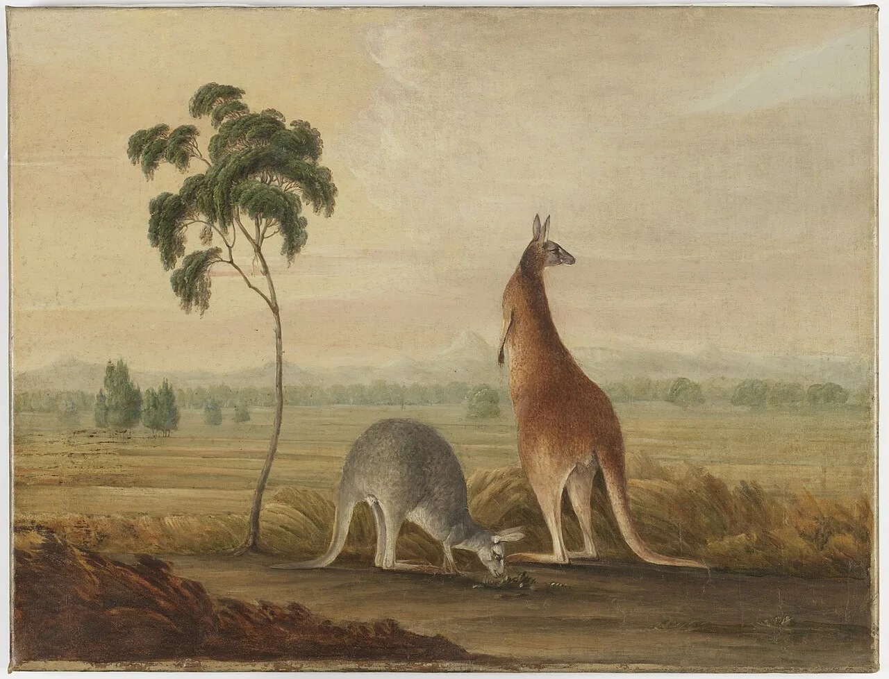 Red kangaroos, Liverpool Plains, Sydney, c. 1819